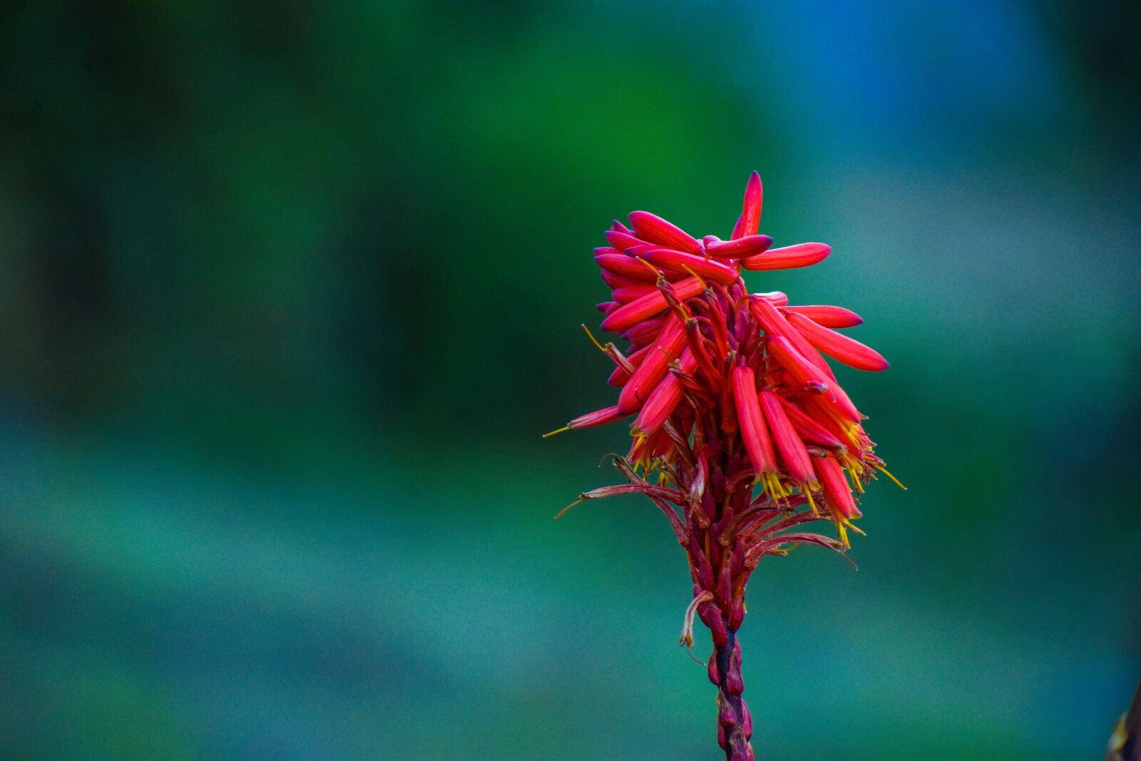 Nikon D3400 sample photo. Flower, wild, summer photography