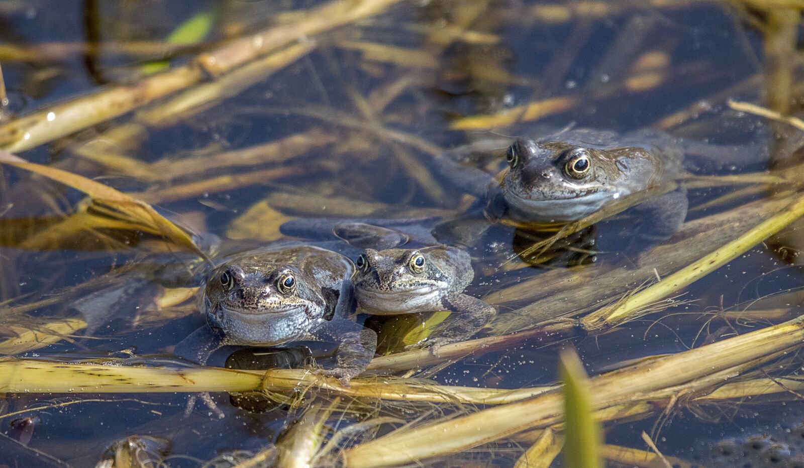 Sigma 100-400mm F5-6.3 DG OS HSM sample photo. Frogs, amphibian, animal photography
