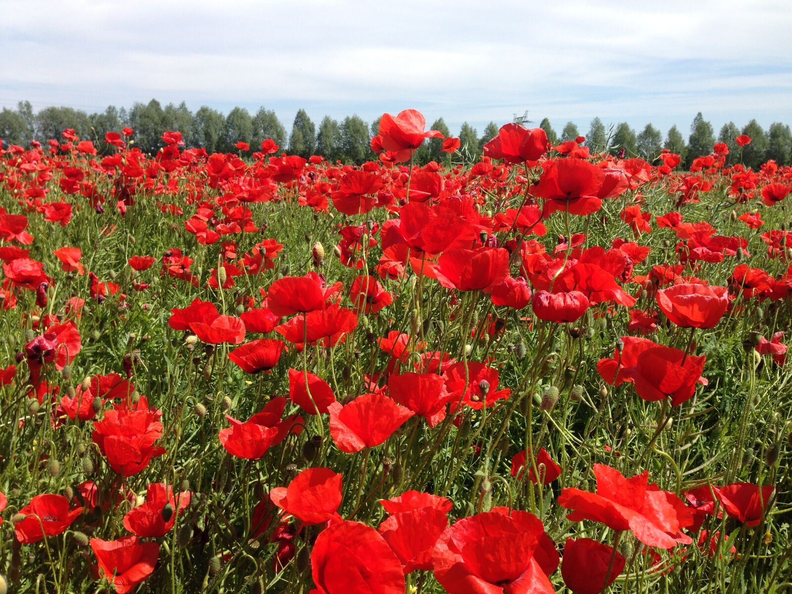 iPhone 5 back camera 4.12mm f/2.4 sample photo. Poppy, spring, klatschmohn photography