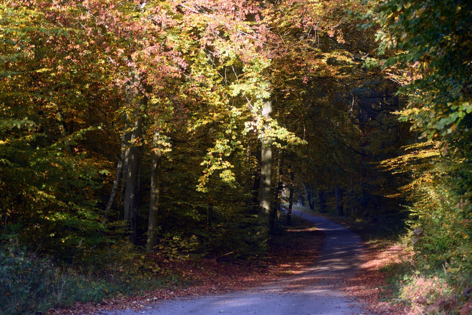 Nikon D3400 sample photo. Autumn, forest, nature photography