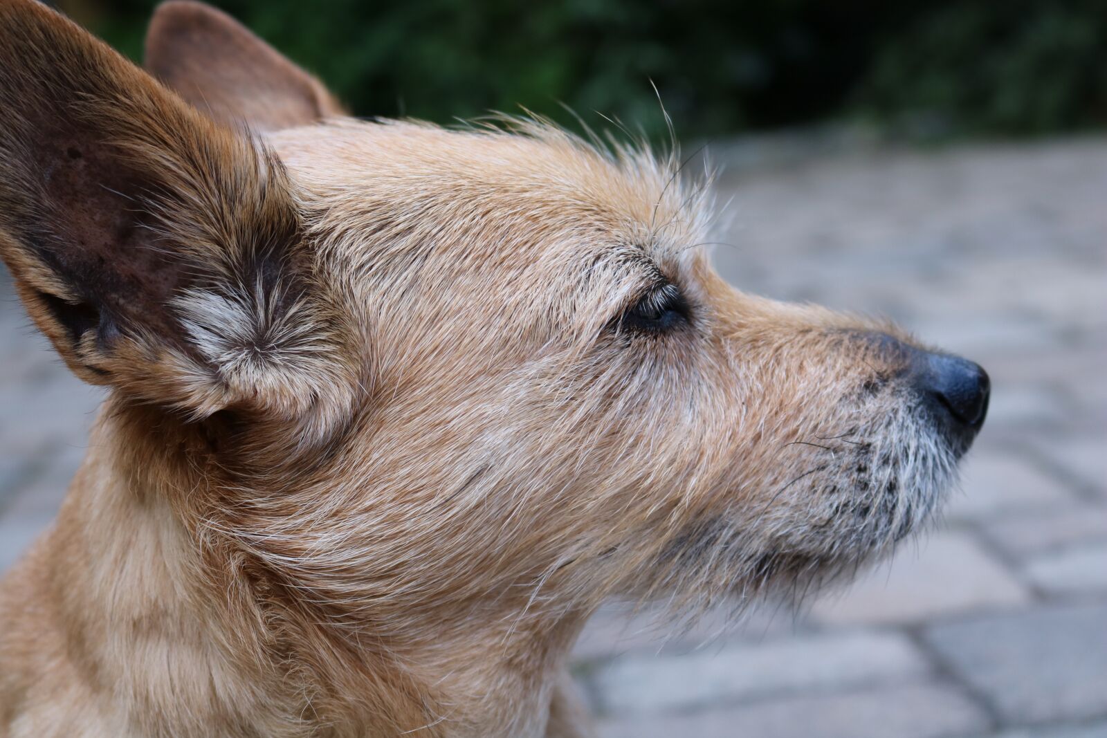 Canon EOS 750D (EOS Rebel T6i / EOS Kiss X8i) sample photo. Dog, eye, close up photography