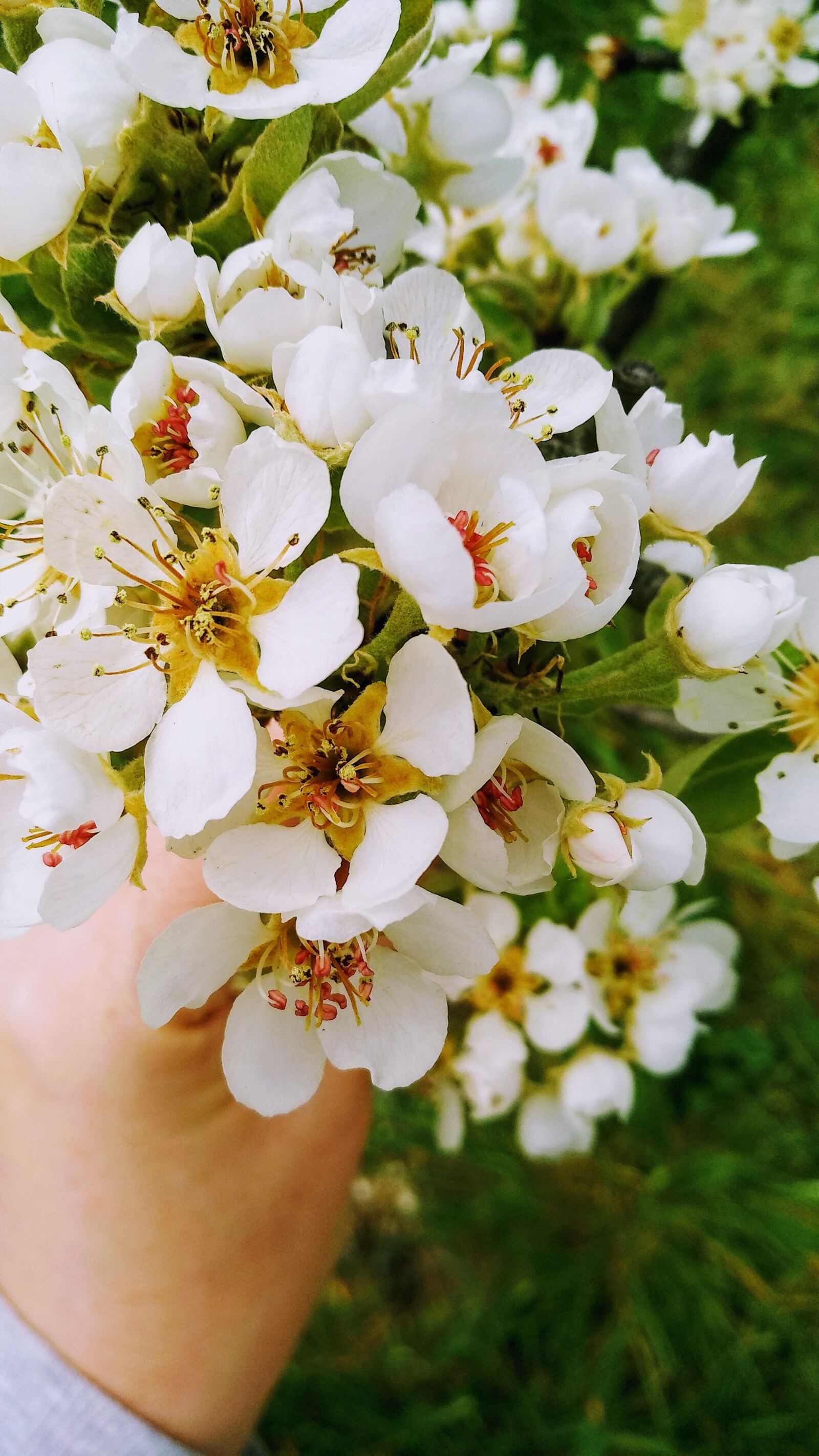 Xiaomi MI MAX 2 sample photo. Spring, flowers, blossom photography