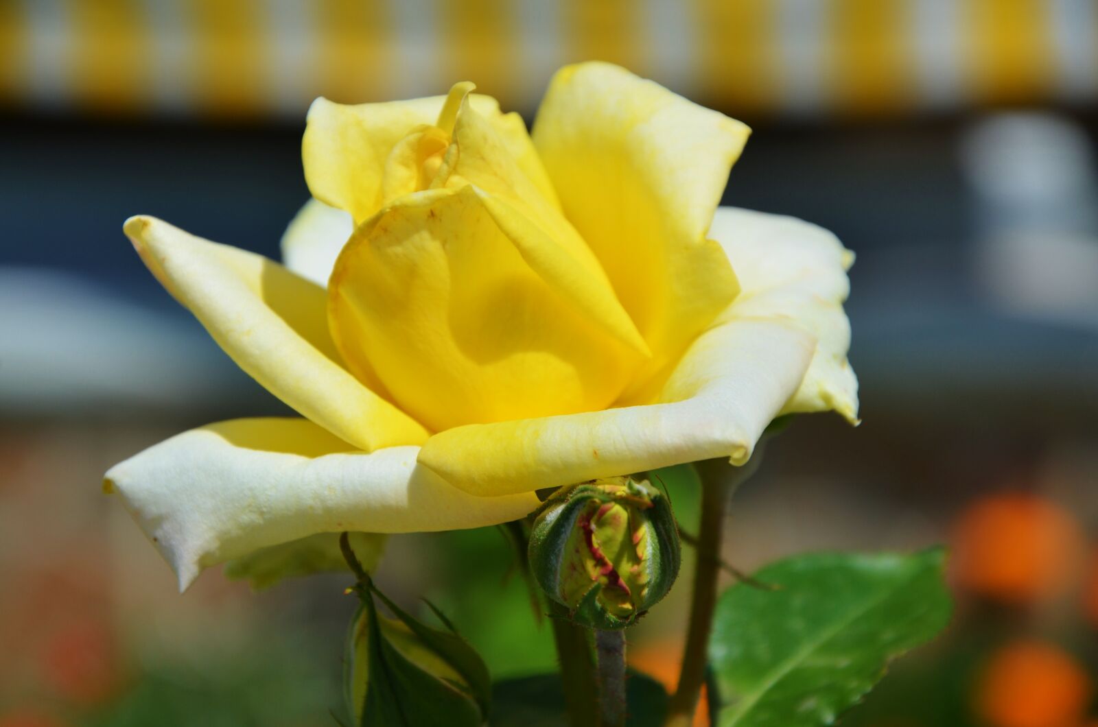 Nikon D7000 sample photo. Yellow, rose, flower photography