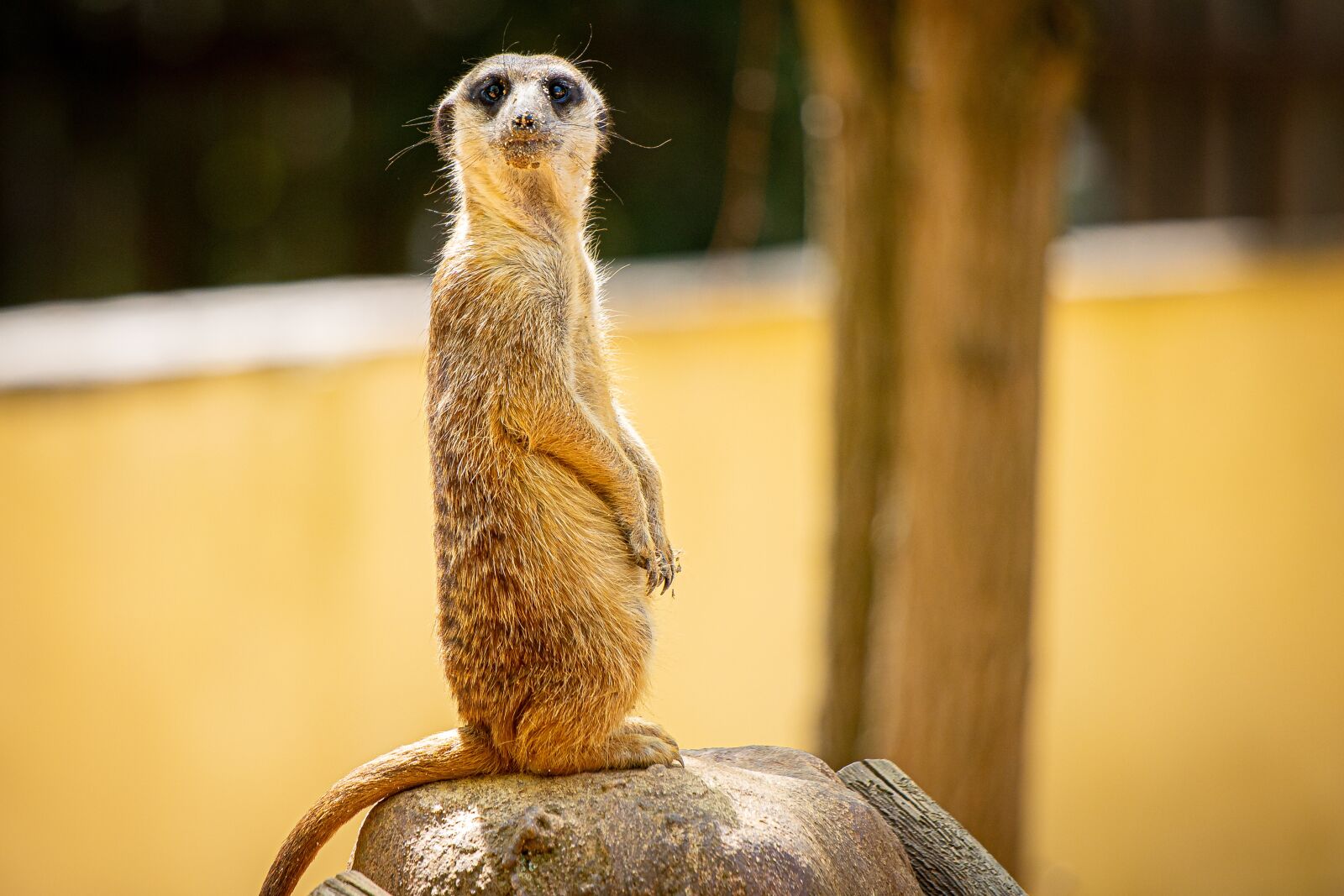 Canon EOS R + Canon EF 70-300 F4-5.6 IS II USM sample photo. Meerkat, animal, dornenreich bach photography