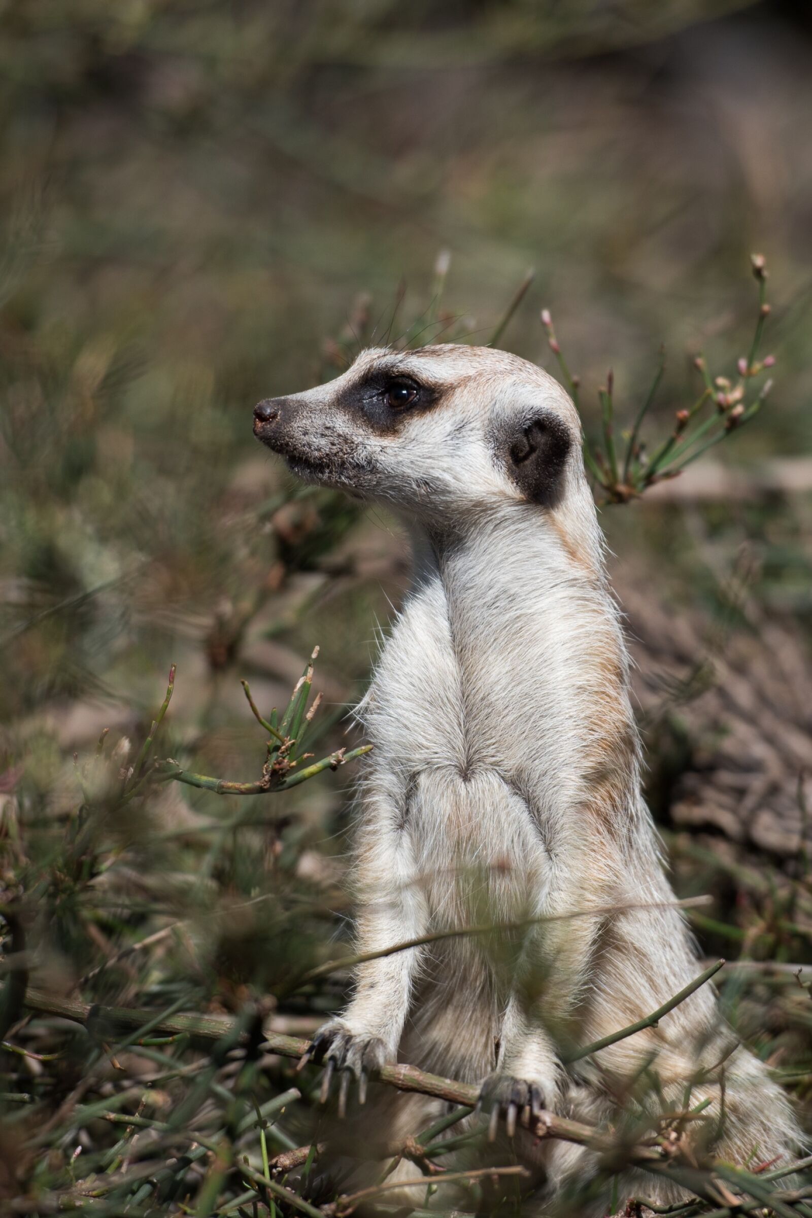 Nikon D750 sample photo. Meerkat, wildlife, animal photography