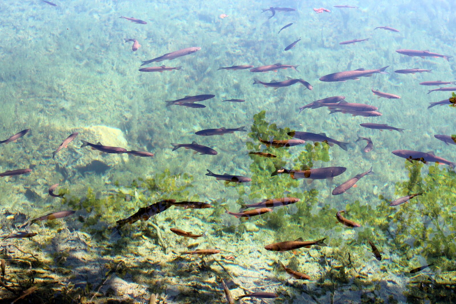 Canon EOS 600D (Rebel EOS T3i / EOS Kiss X5) sample photo. Fish, water, clear photography