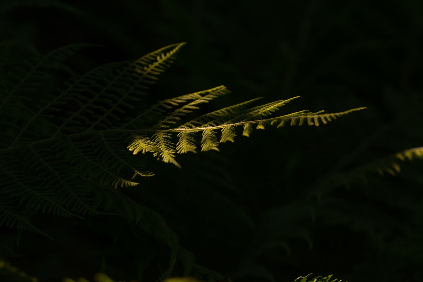 Nikon D7100 sample photo. Fern, green, forest photography