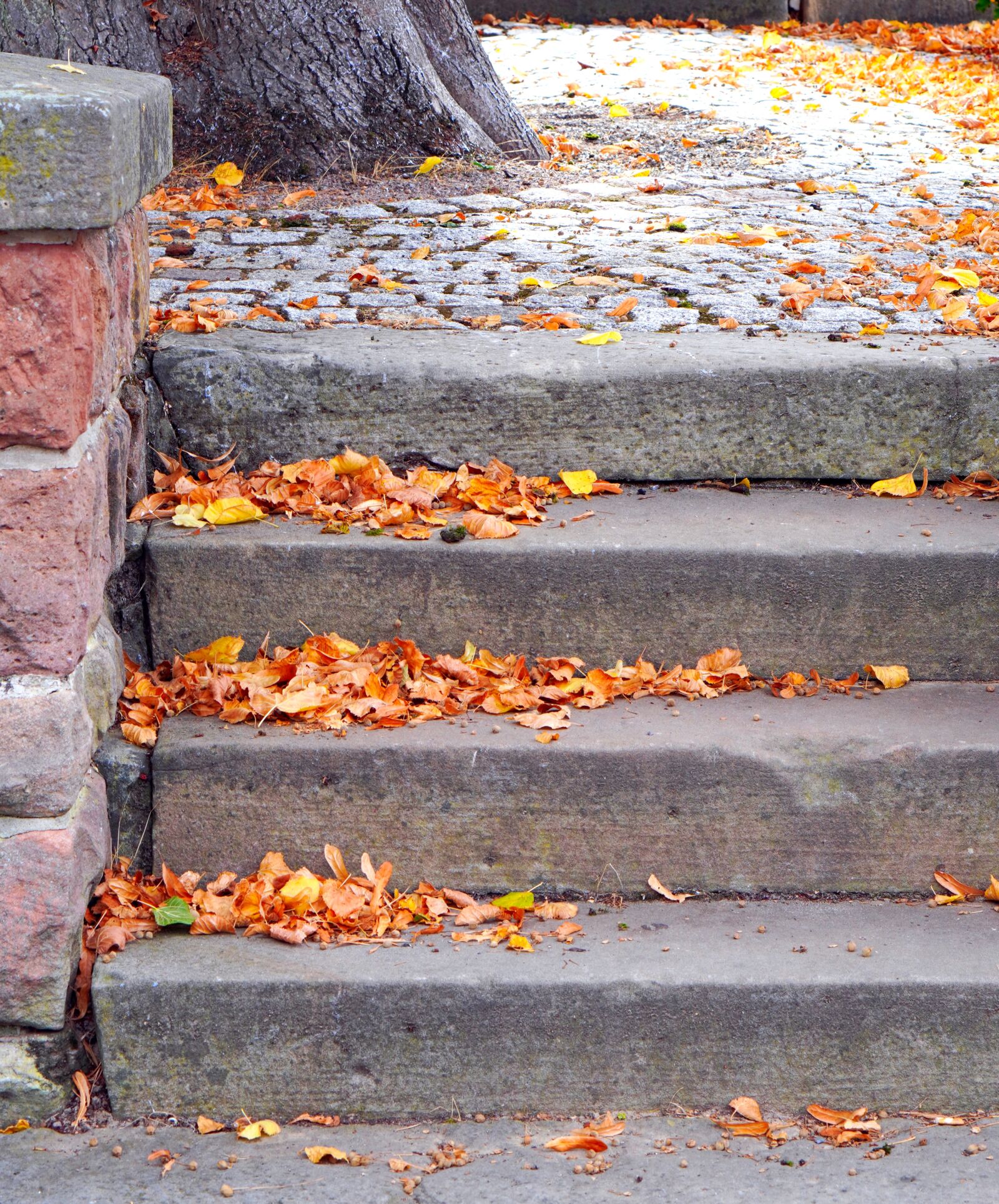 E 50mm F1.8 OSS sample photo. Autumn, autumn mood, fall photography