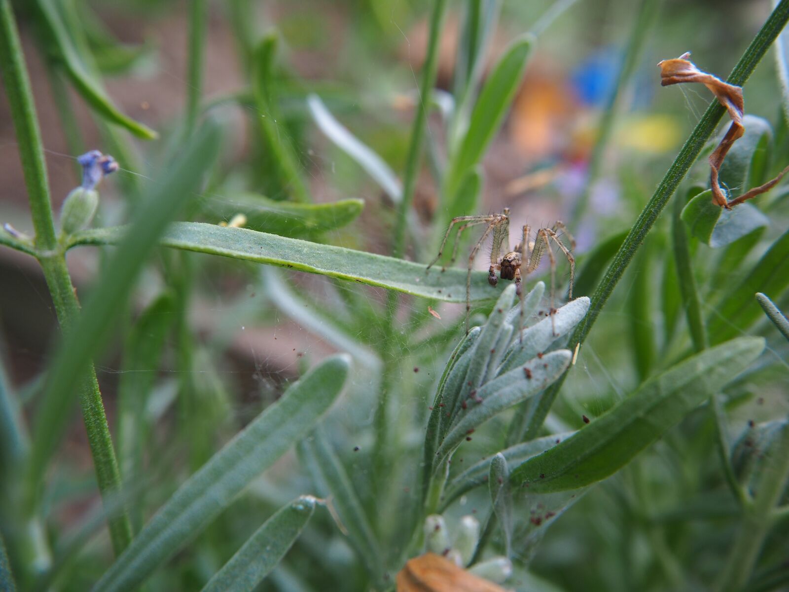 Olympus OM-D E-M10 sample photo. Spider, garden, animal photography