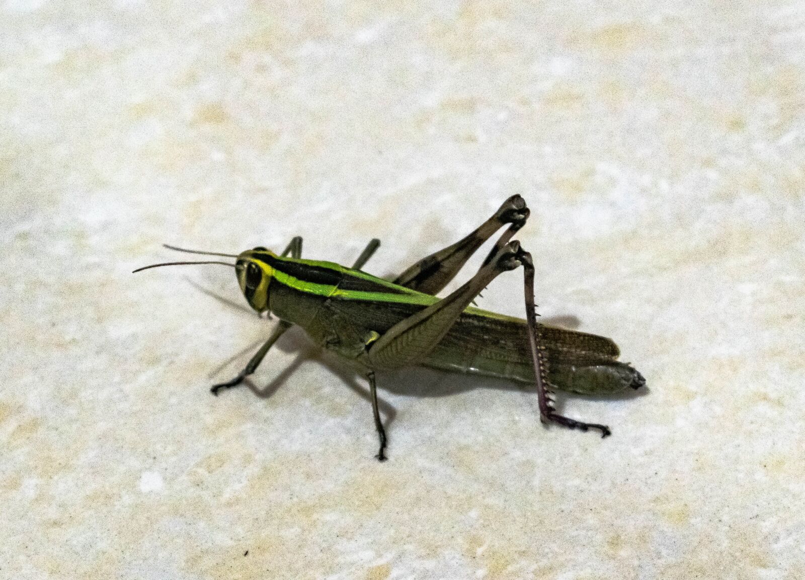 Nikon D3300 sample photo. Grasshopper, locust, insect photography