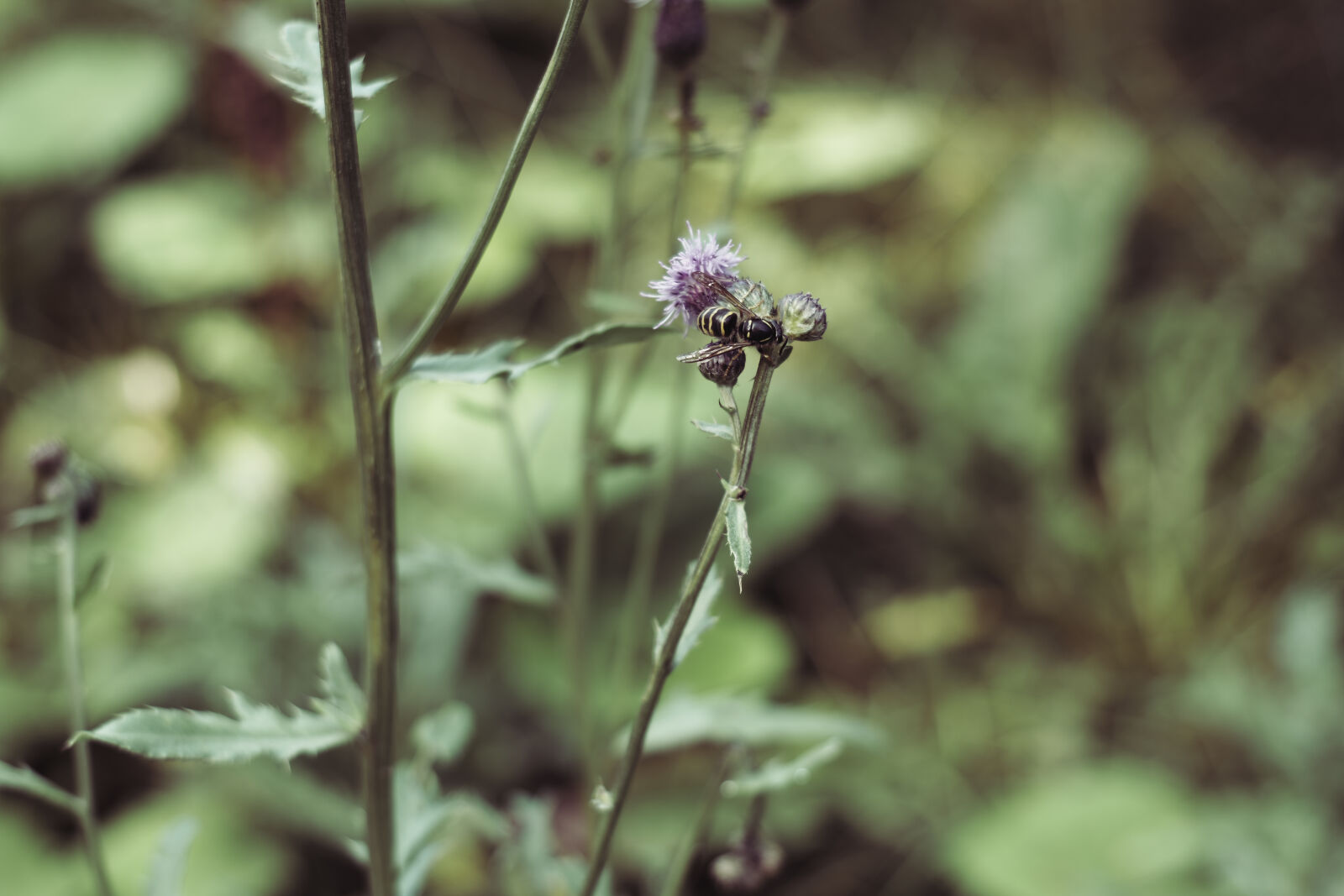 Panasonic Lumix S 20-60mm F3.5-5.6 sample photo. Flower bee photography