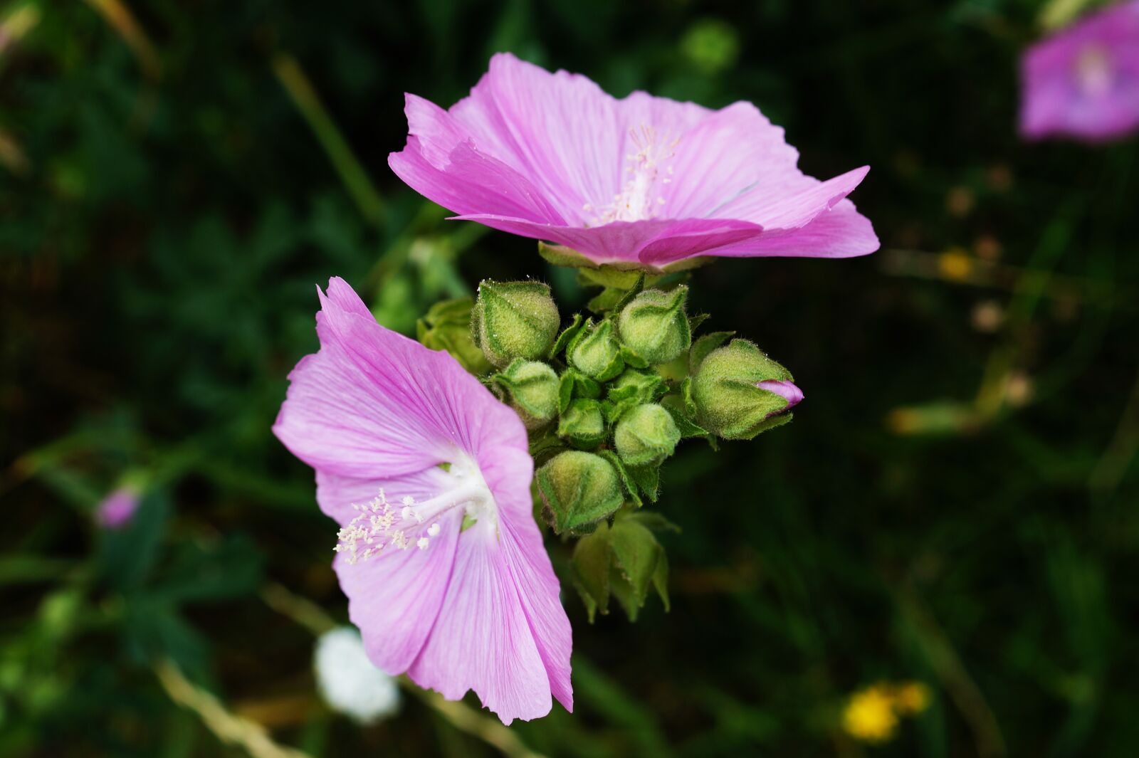 Sony DT 30mm F2.8 Macro SAM sample photo. Bloom, blooming, blossom, blur photography