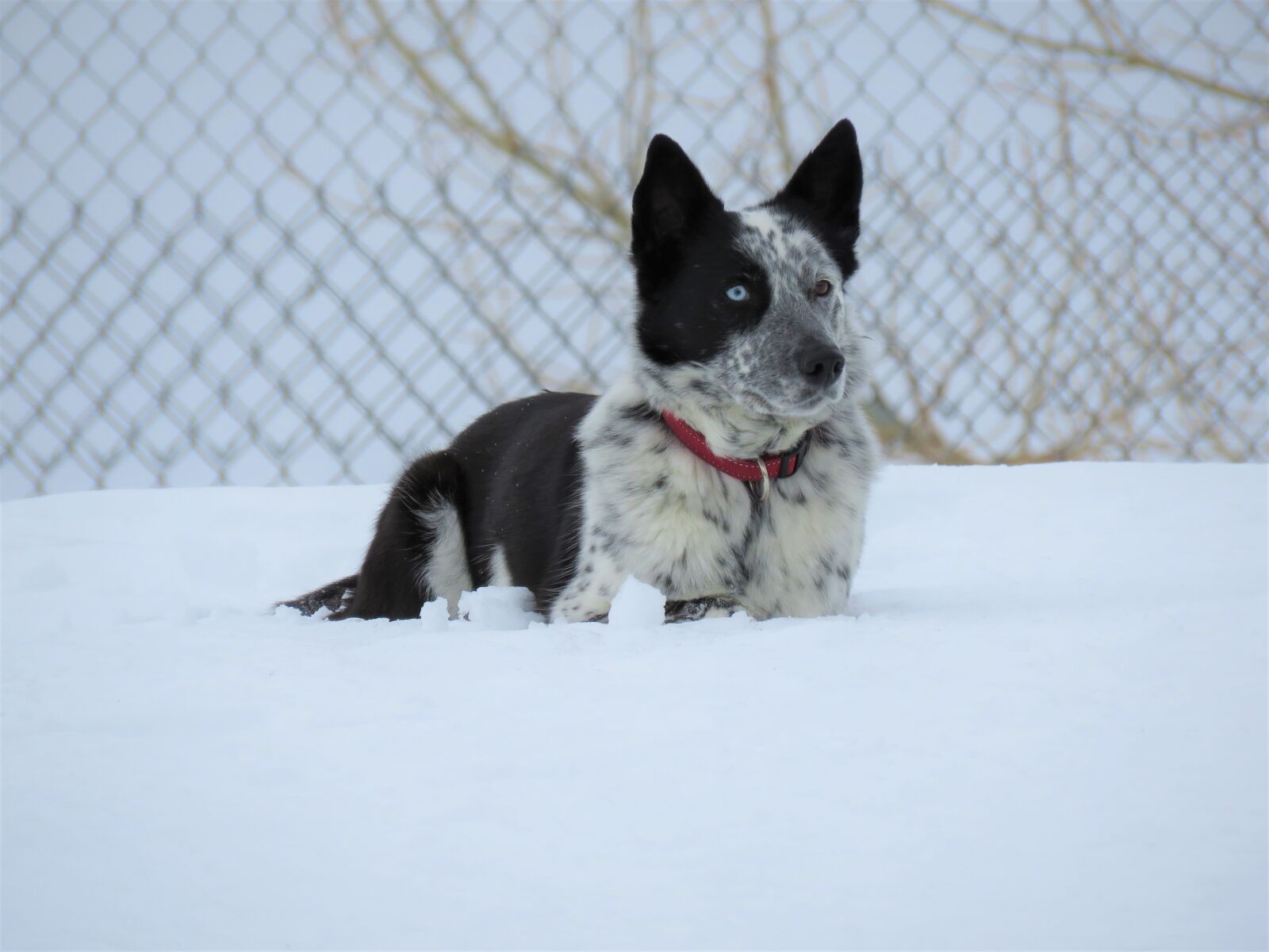Canon PowerShot SX60 HS sample photo. Winter, snow, cute photography
