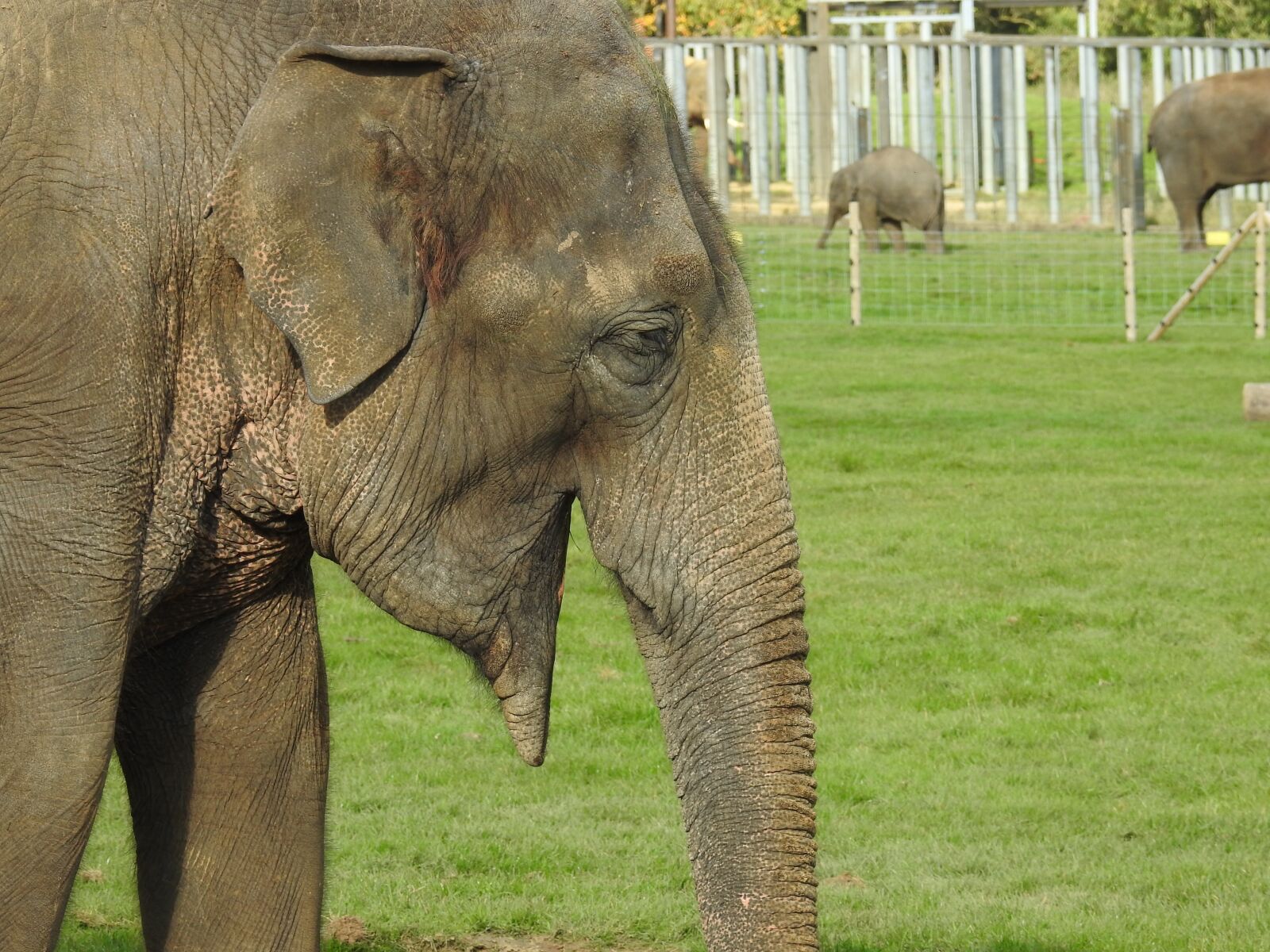 Nikon Coolpix P900 sample photo. Elephant, mammal, animal photography