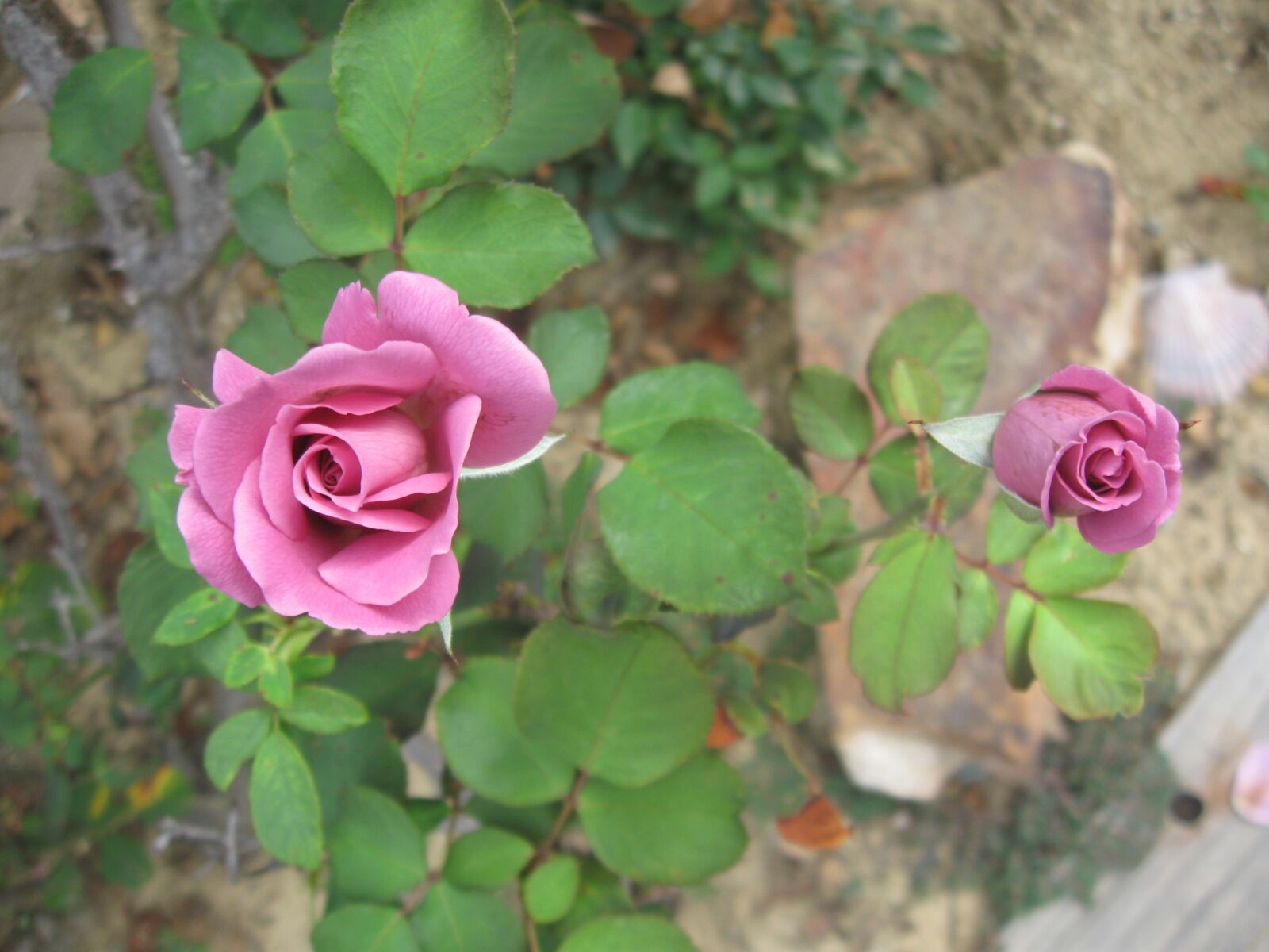 Canon PowerShot A580 sample photo. Garden, roses, blossoms photography