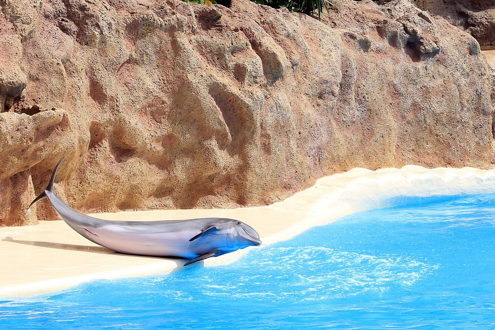 Canon EOS 7D Mark II sample photo. Delfin, dolphinarium, fins photography