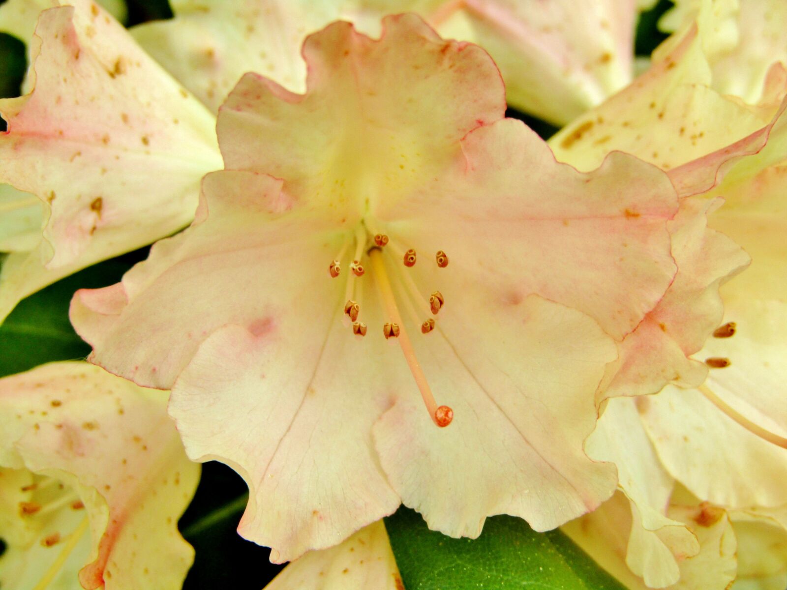 Canon POWERSHOT SX432 IS sample photo. Rhododendron, flower, bush photography