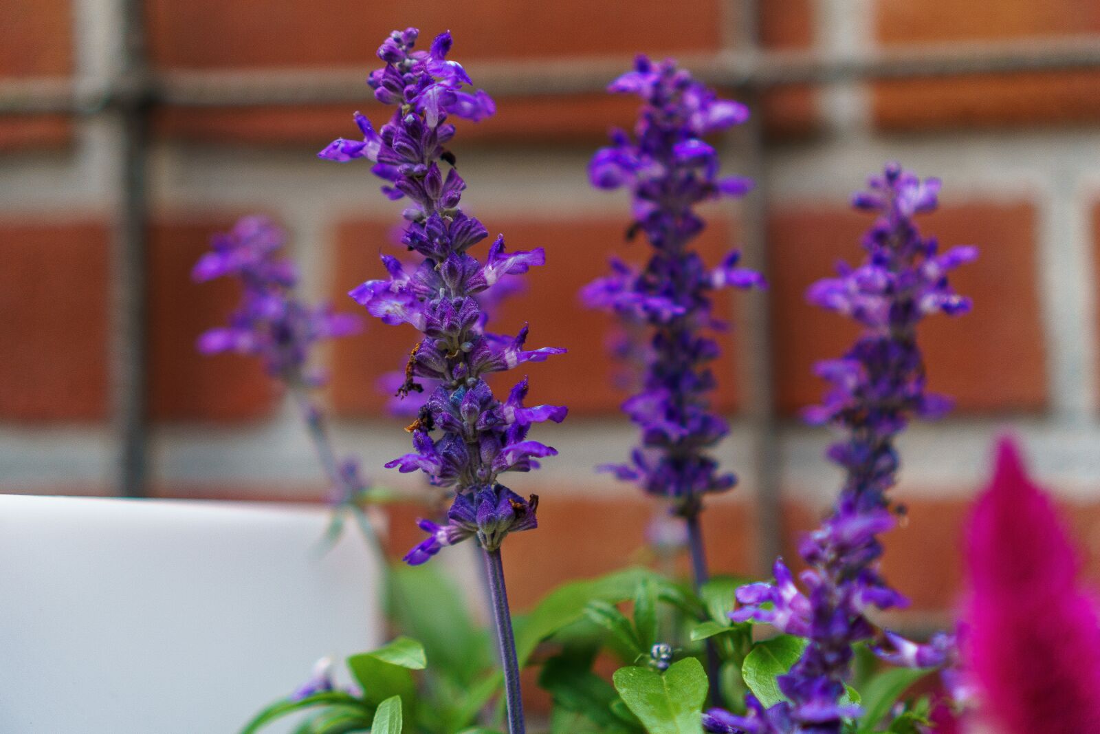 Sony a6000 + Sony E 35mm F1.8 OSS sample photo. Flowers, purple, garden photography