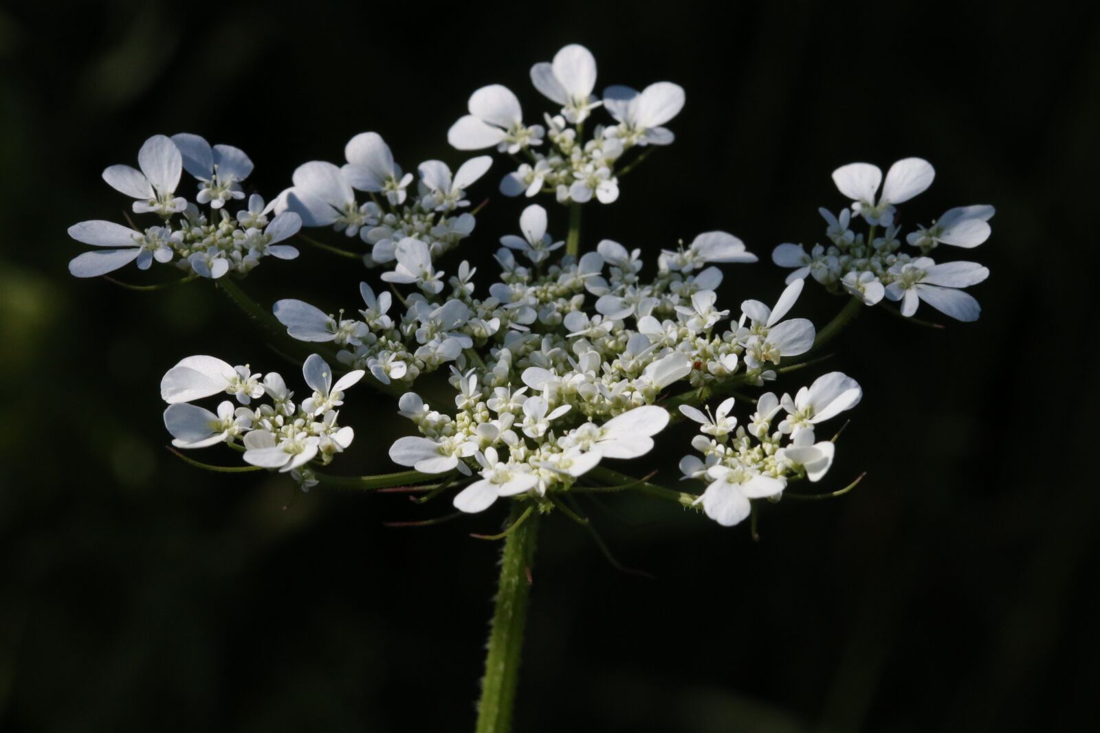 Canon EOS 70D + Canon EF 100mm F2.8 Macro USM sample photo. White, flower, plant photography