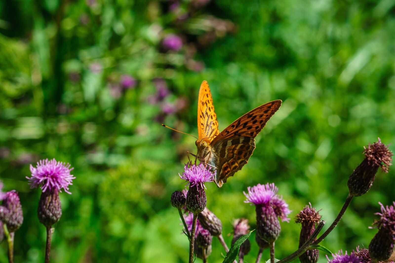 E 50mm F1.8 OSS sample photo. Butterfly, summer, nature photography