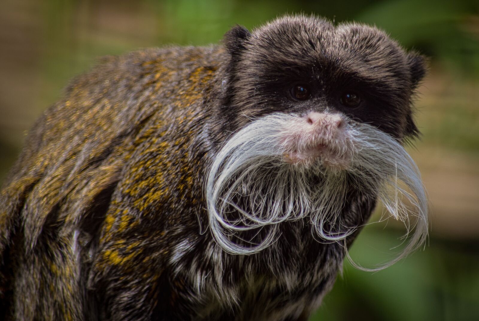 Nikon D5300 sample photo. Emperor tamarin, monkey, primates photography