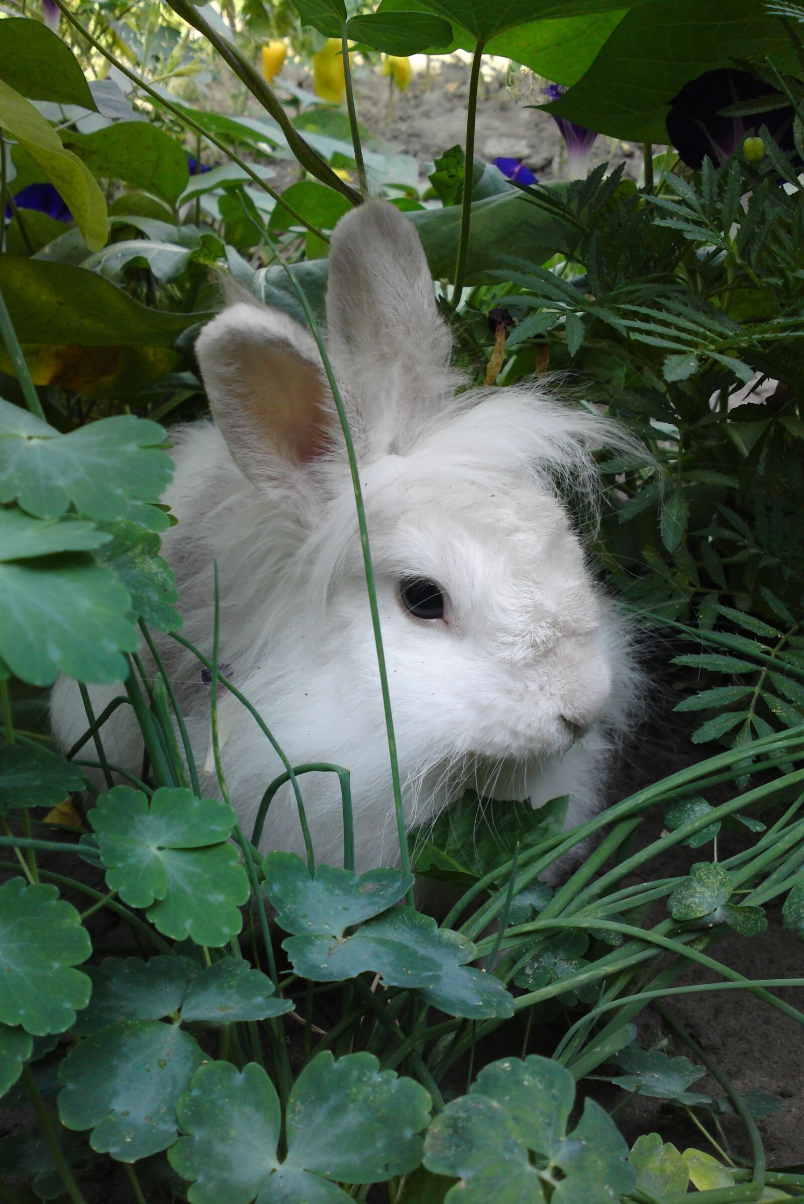 Sony Ericsson U1i sample photo. Rabbit, animals, living nature photography