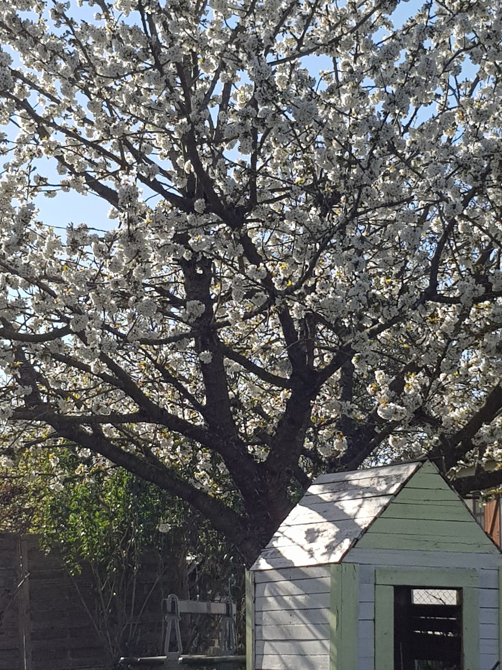 Samsung Galaxy S8 sample photo. Cherry, flower, spring photography