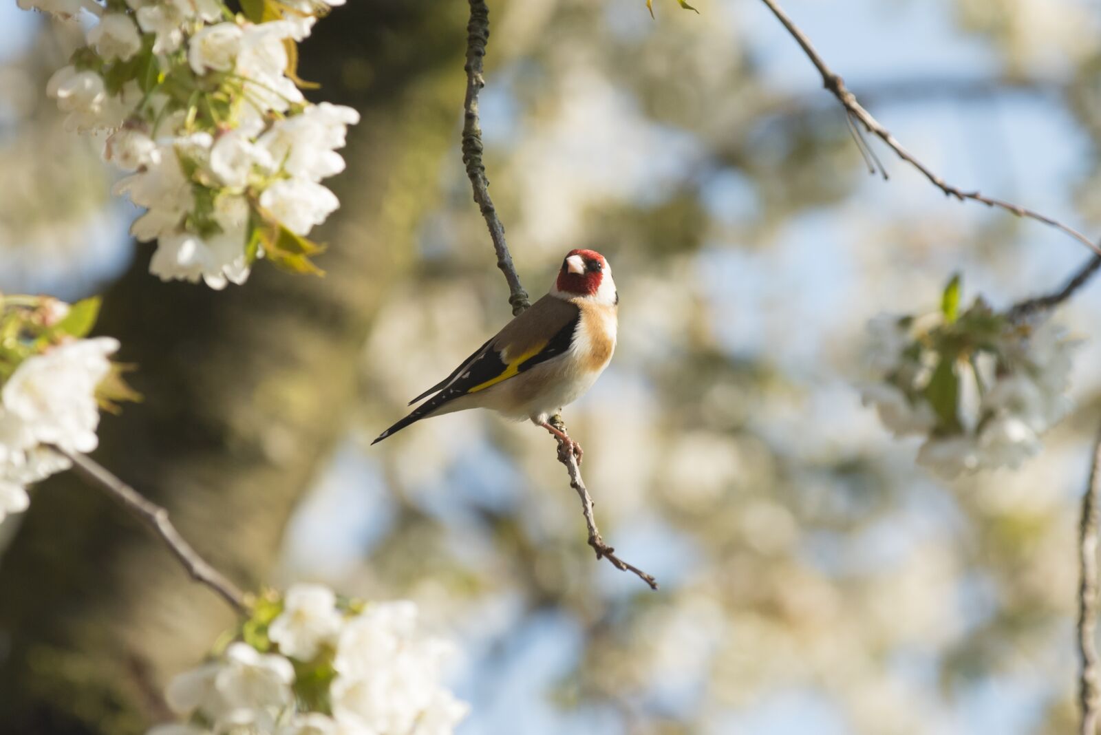 Nikon D750 sample photo. Stieglitz, goldfinch, bird photography