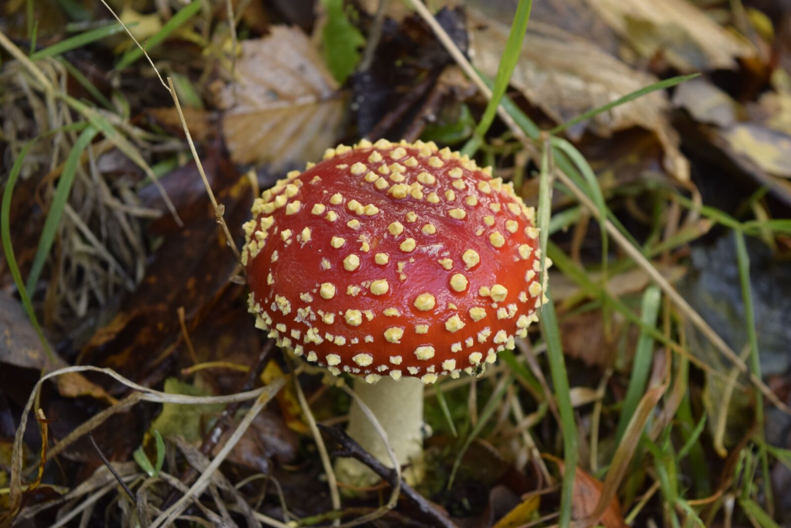 Nikon D3300 sample photo. Fly amanita, mushroom, amanita photography