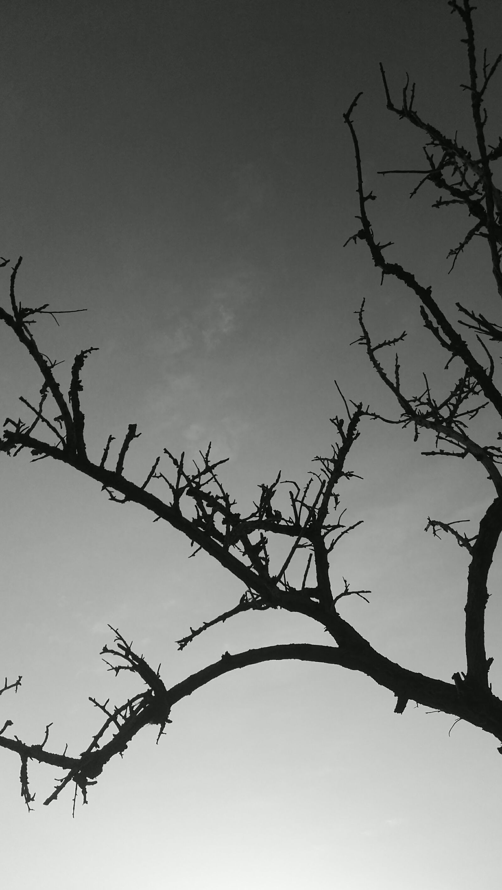 HUAWEI P8 sample photo. Blanco y negro, naturaleza photography