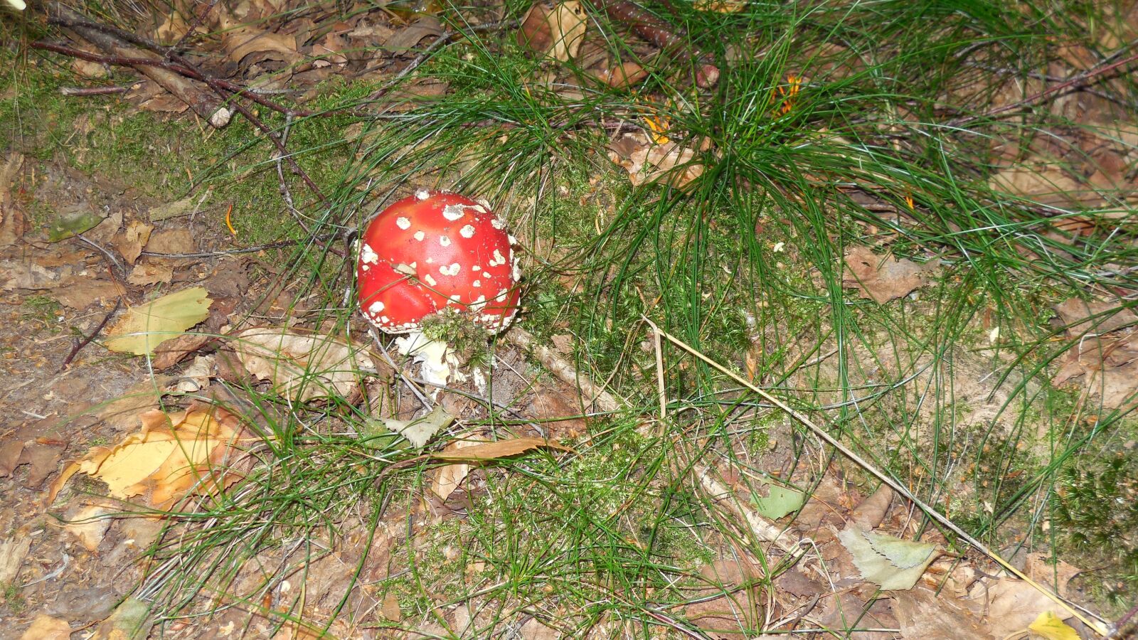 Nikon Coolpix S6400 sample photo. Mushrooms, fly agaric, grass photography
