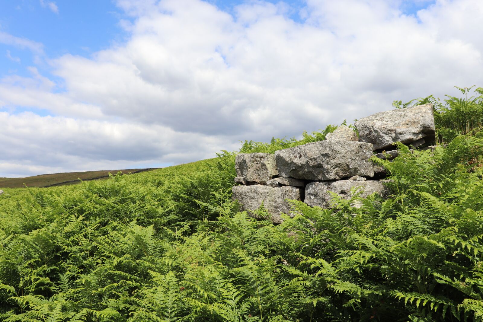 Canon EOS 77D (EOS 9000D / EOS 770D) sample photo. Yorkshire, sky, fern photography