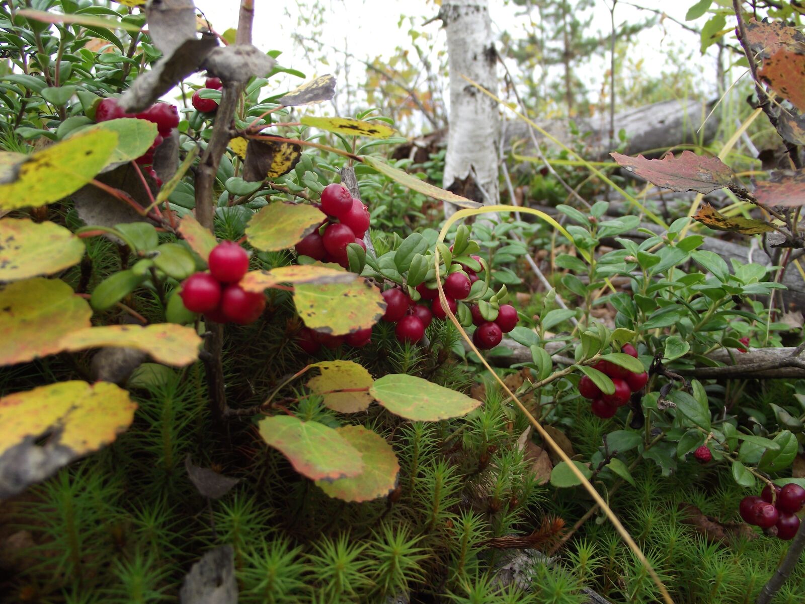 FujiFilm FinePix S2500HD (FinePix S2600HD) sample photo. Cranberries, forest, nature photography