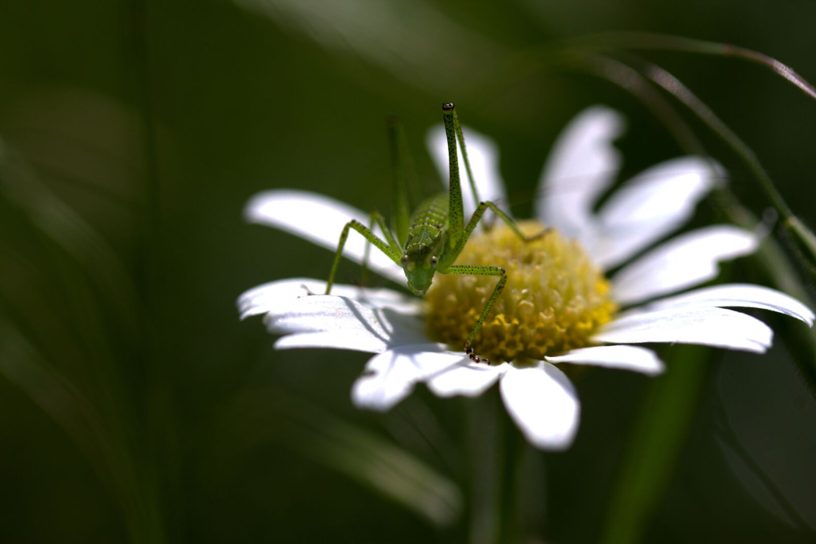 Canon EF-S 60mm F2.8 Macro USM sample photo. Grasshopper, green, flower photography