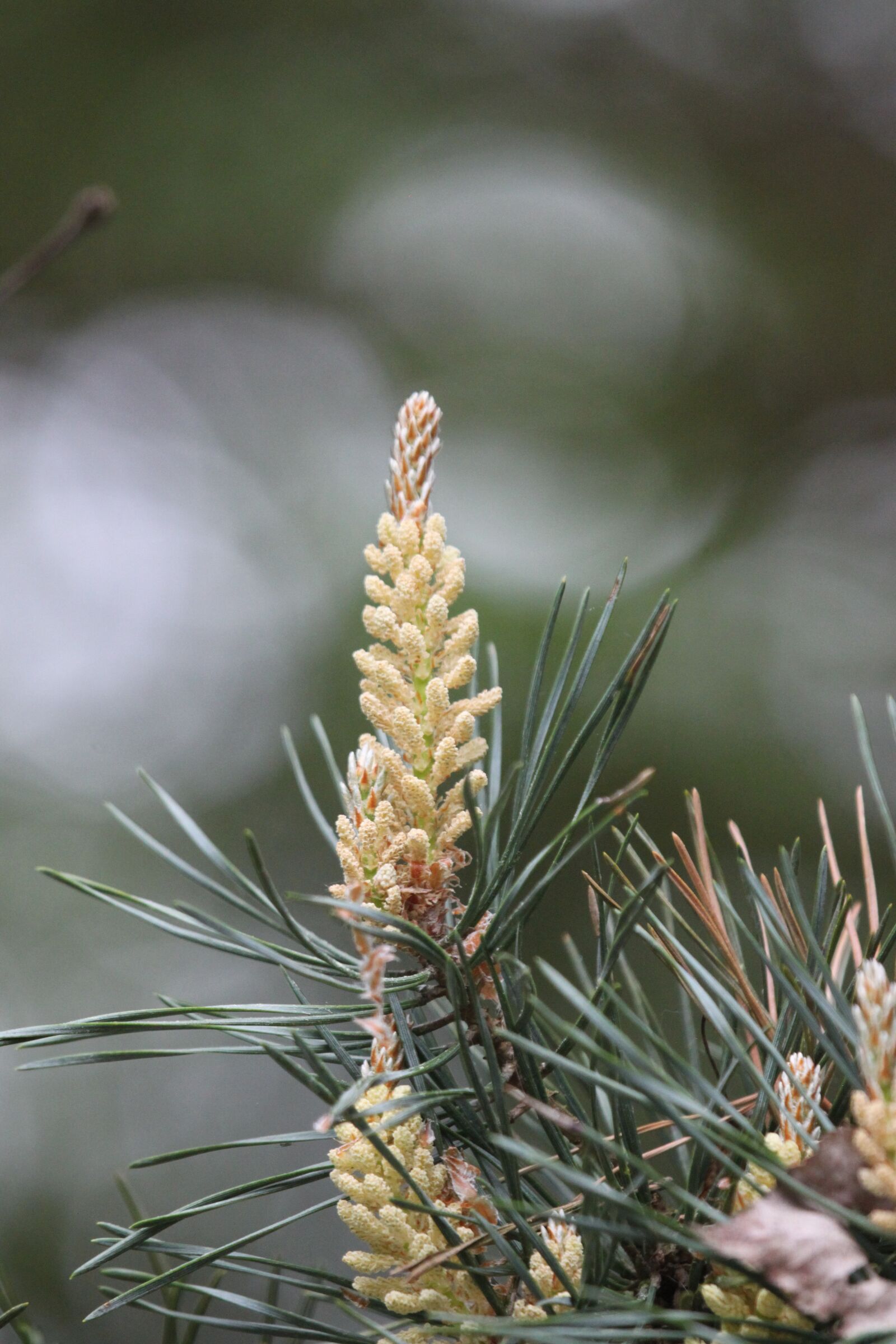 Canon EOS 500D (EOS Rebel T1i / EOS Kiss X3) sample photo. Blossom, bloom, softwood photography