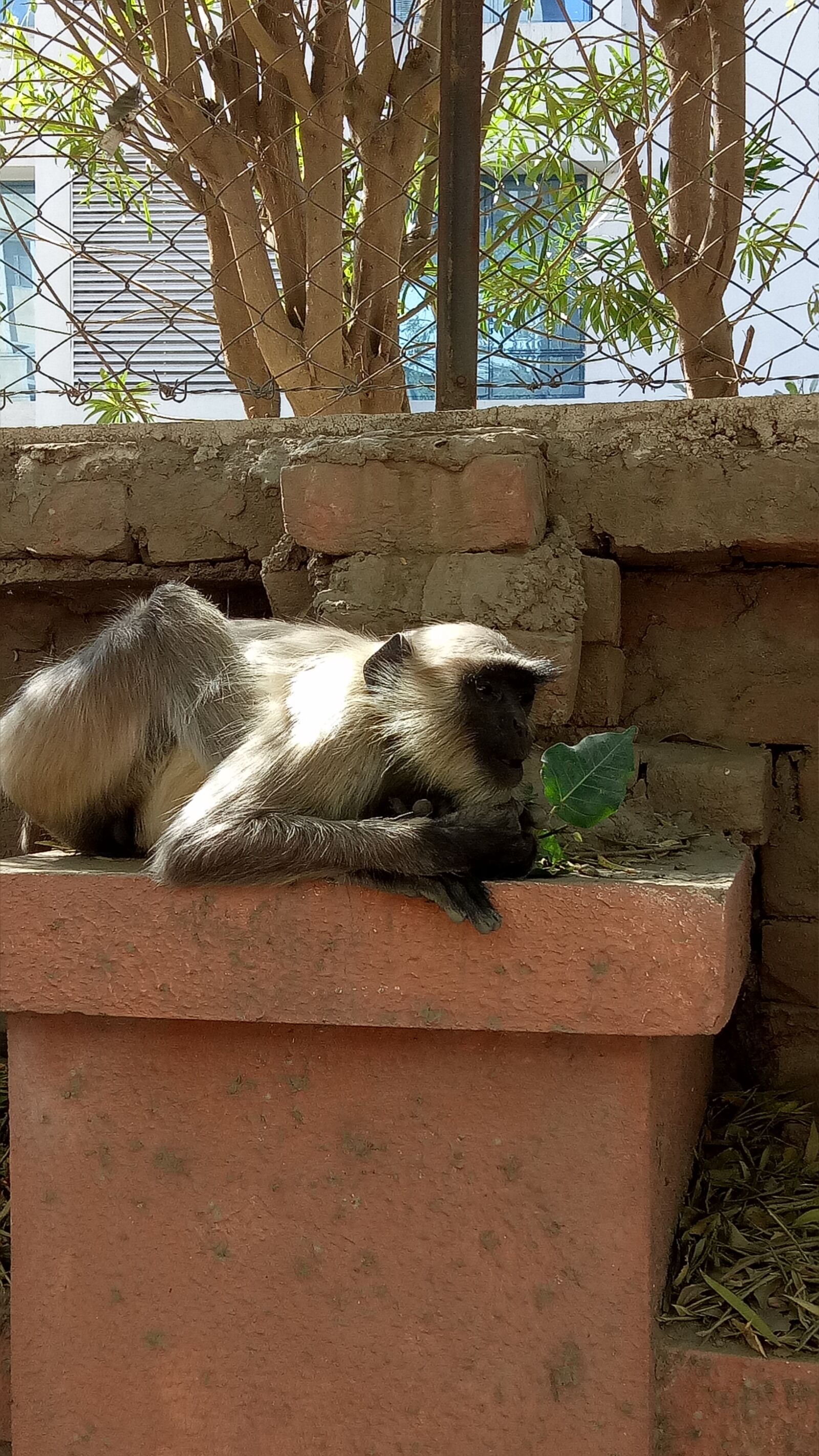 OPPO A1601 sample photo. Animal, world, monkey photography