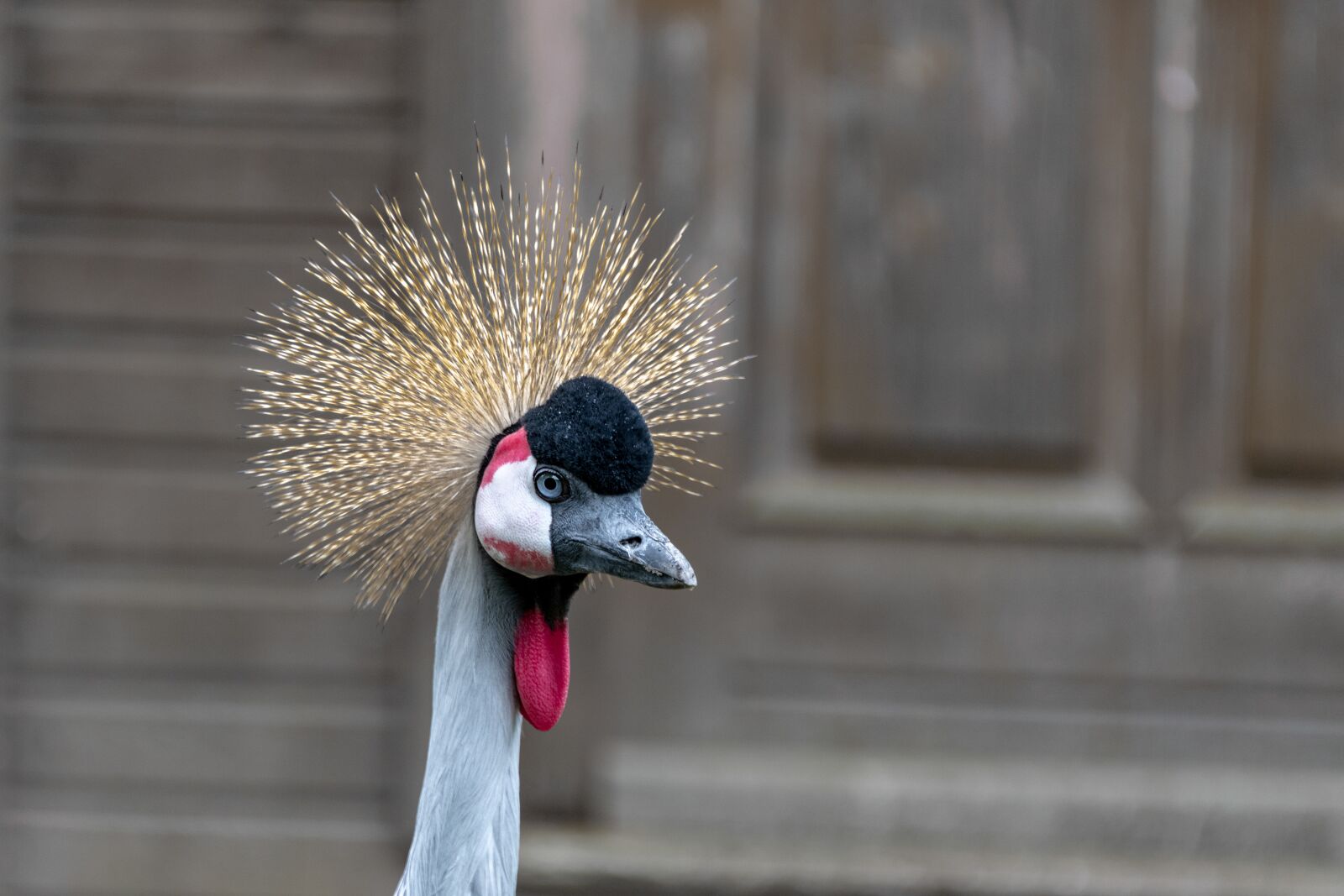 Nikon D850 sample photo. Bird, duck, feather photography