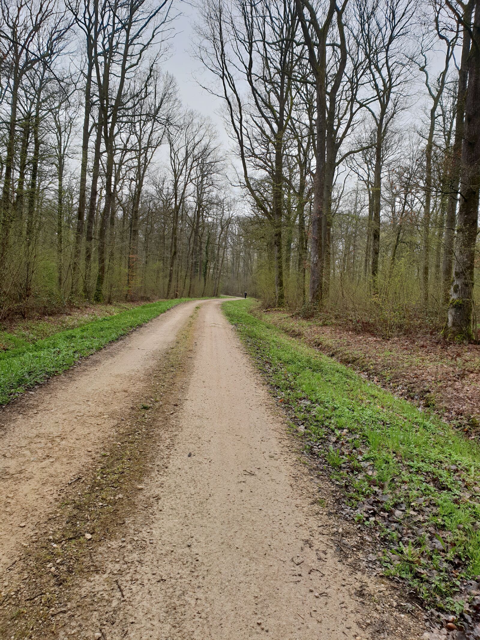 Samsung SM-G960F sample photo. Path, sadness, trees photography