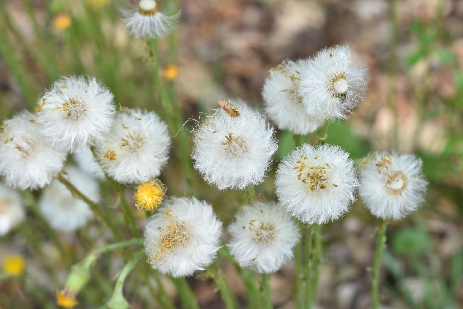 Nikon D5500 sample photo. Nature, flower, plant photography
