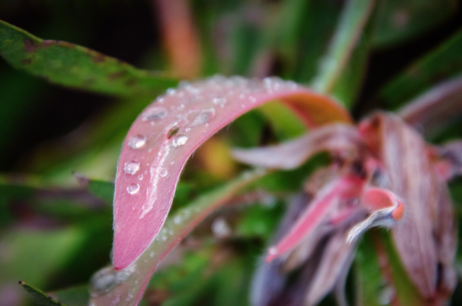 Nikon D7000 sample photo. Grass, dew, droplets photography
