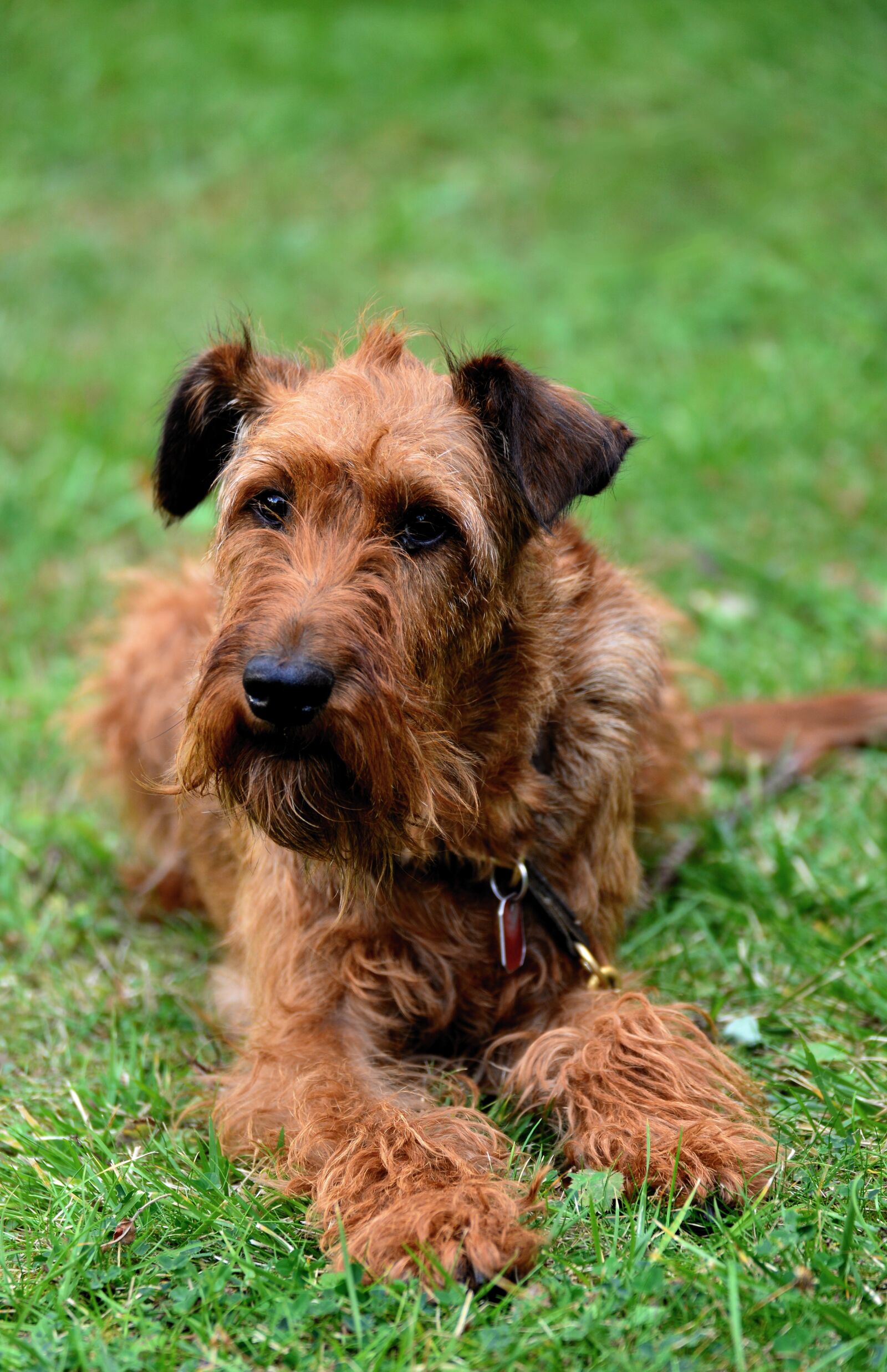 Nikon D610 sample photo. Dog, irish terrier, garden photography