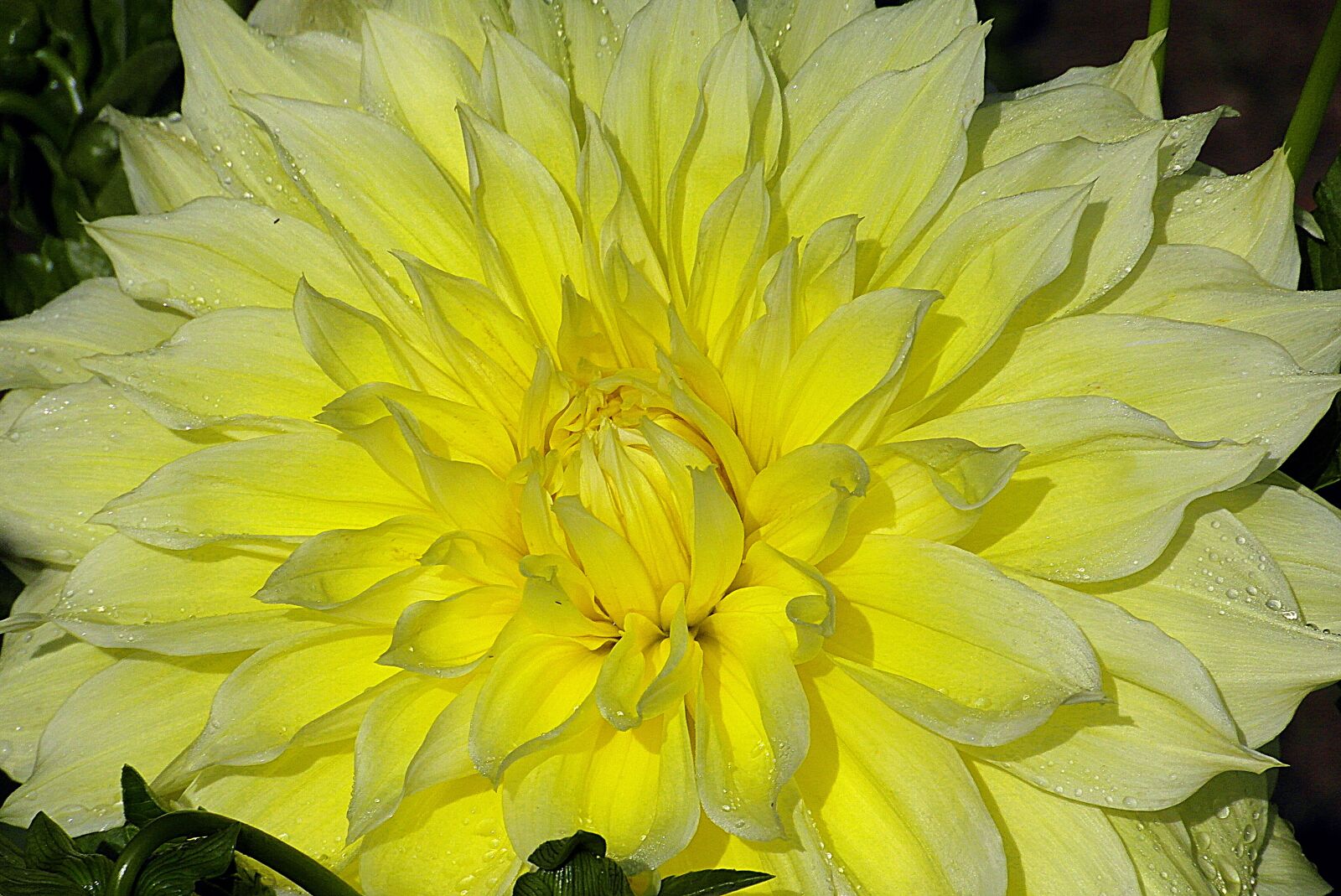 Samsung WB750 sample photo. Dalia, flower, yellow photography