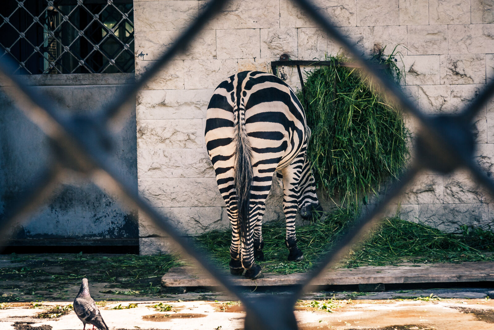 Canon EF-S 17-85mm F4-5.6 IS USM sample photo. Zebra, zoo photography