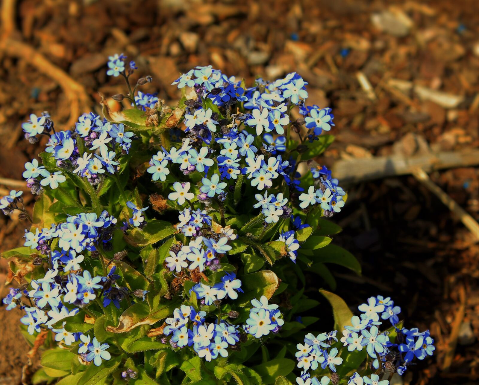 Canon EOS 550D (EOS Rebel T2i / EOS Kiss X4) sample photo. Spring flower, blue, forget photography