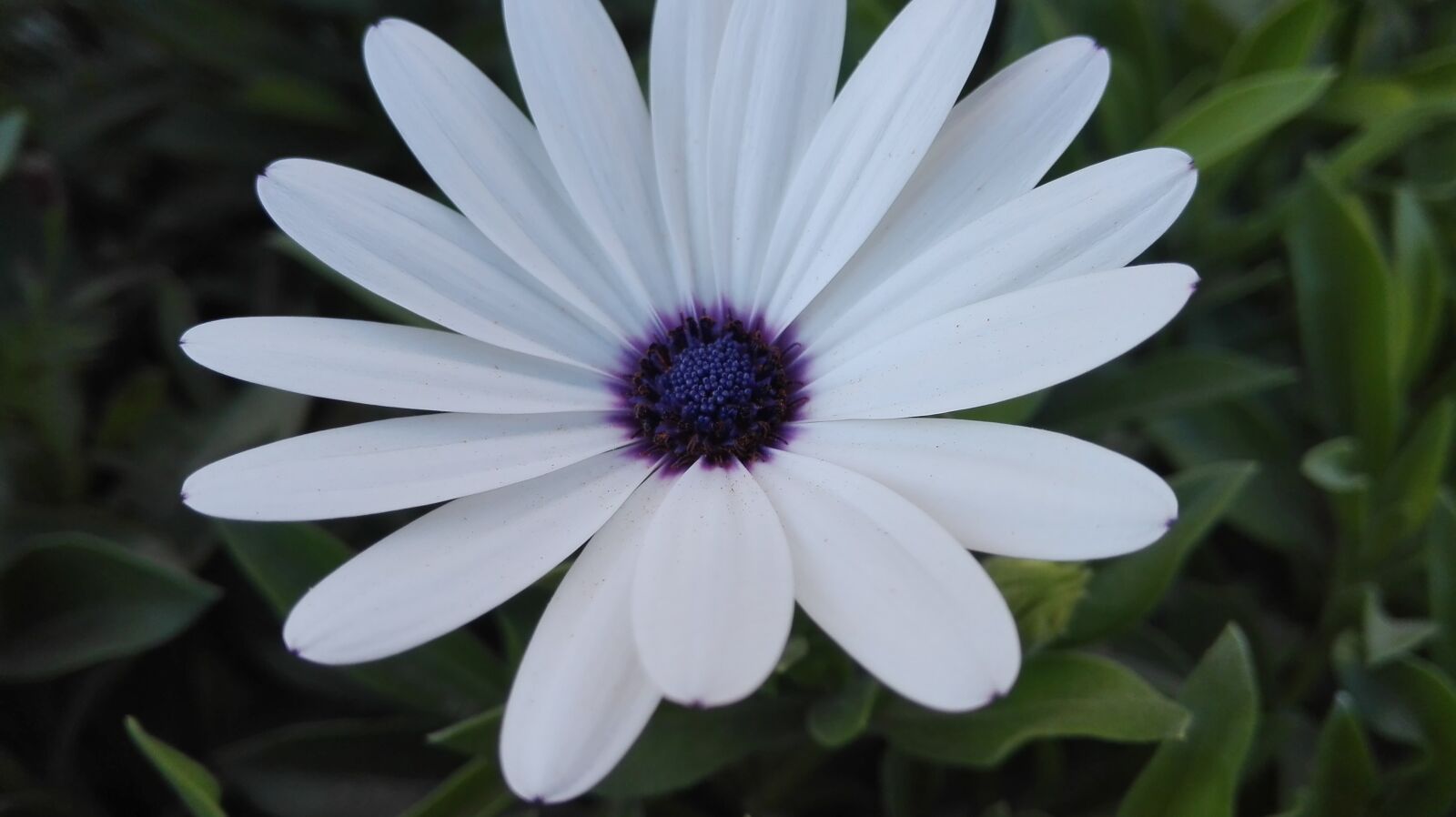 HUAWEI P8 Lite sample photo. White, flower, garden photography