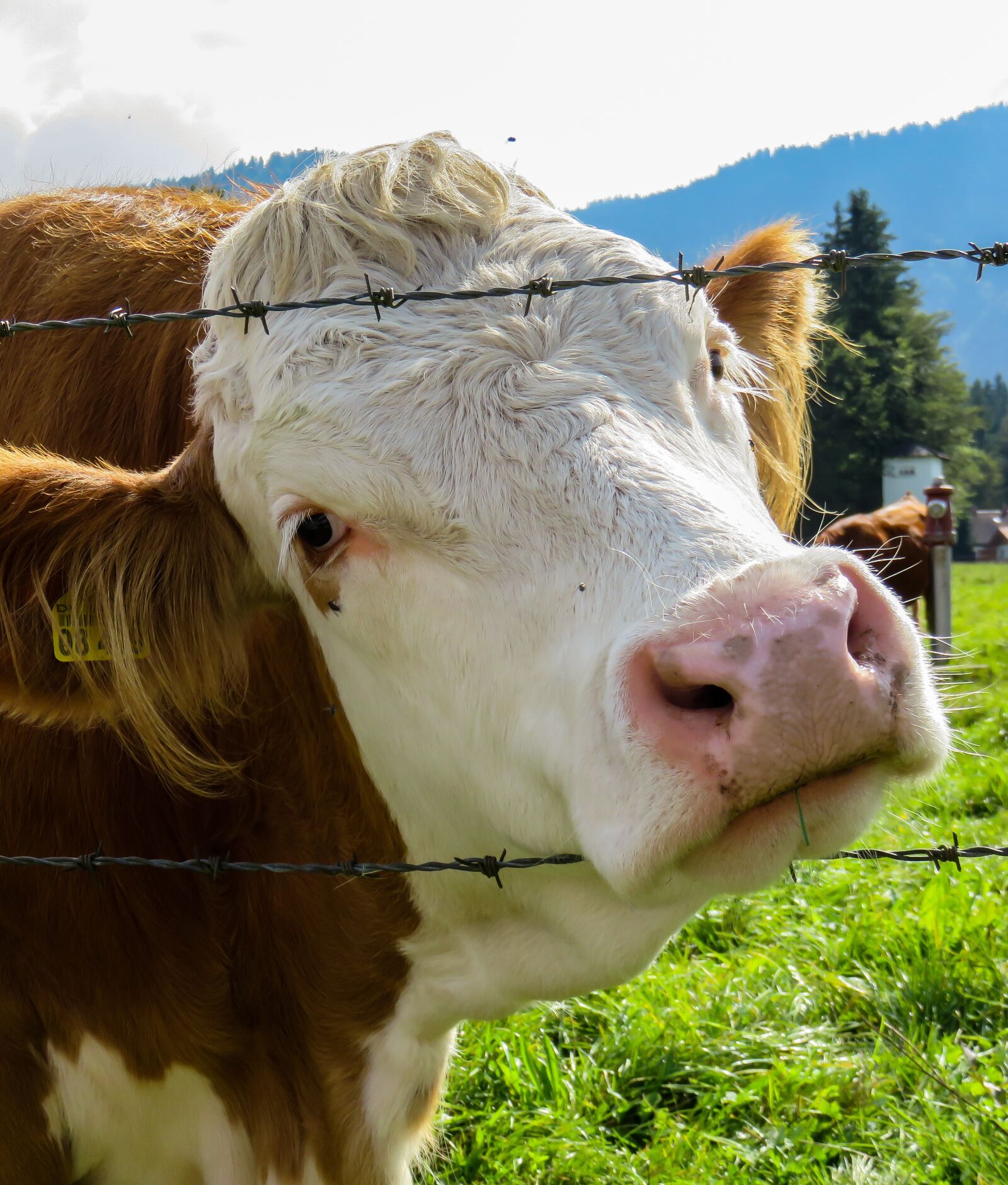 Canon PowerShot SX710 HS sample photo. Cow, pasture, barbed wire photography