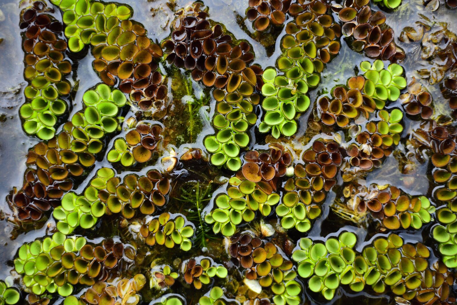 Nikon D750 sample photo. Plant, aquatic plants, floating photography