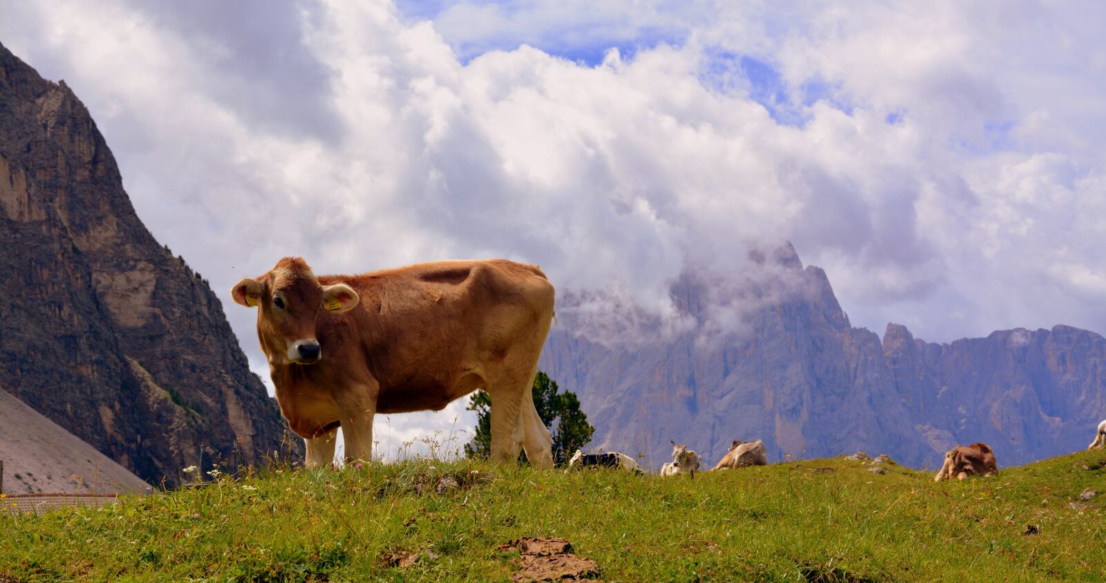 Nikon D7100 sample photo. Cow, dolomites, rest photography