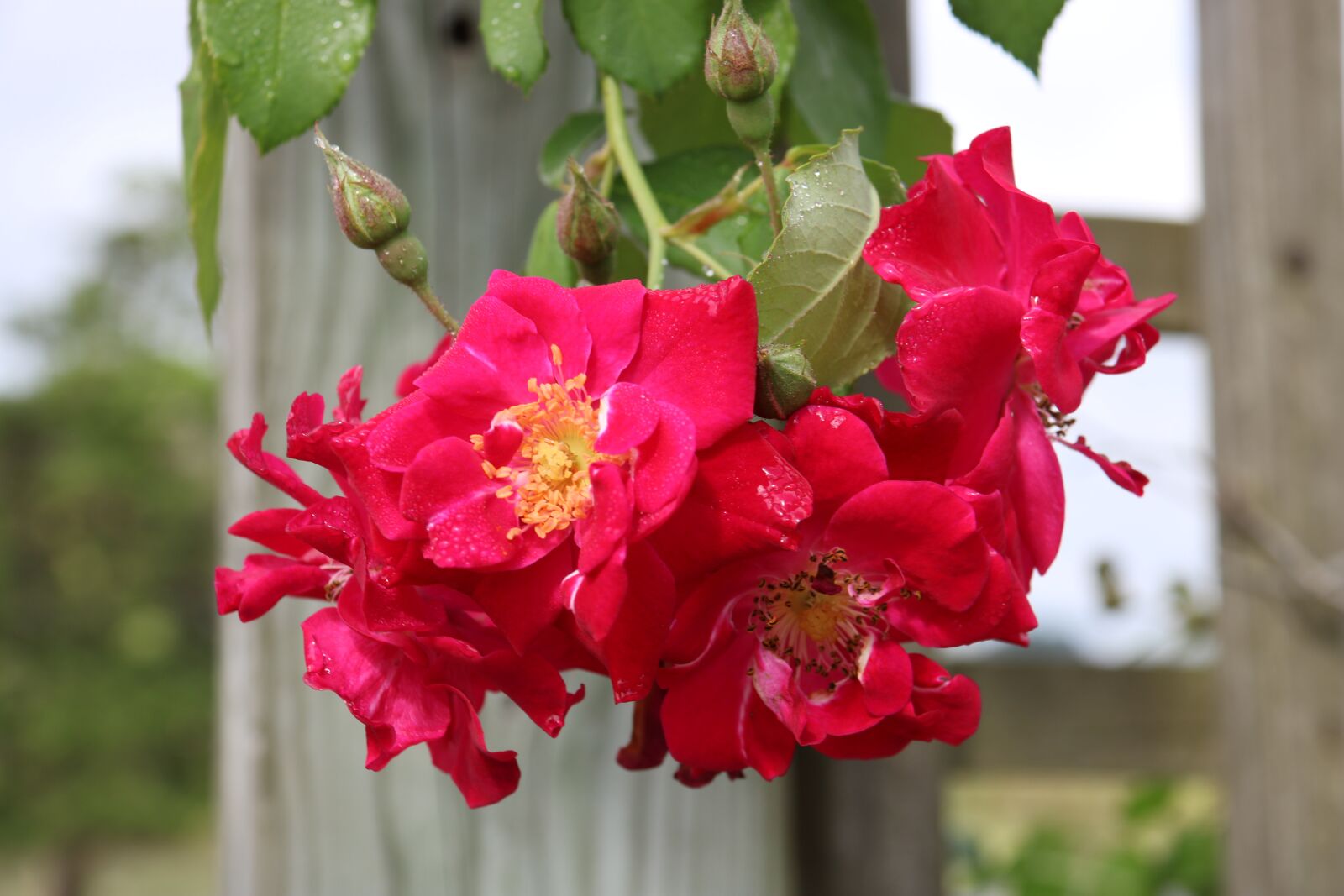 Canon EOS 750D (EOS Rebel T6i / EOS Kiss X8i) + Canon EF-S 18-200mm F3.5-5.6 IS sample photo. Rose, outdoor, nature photography