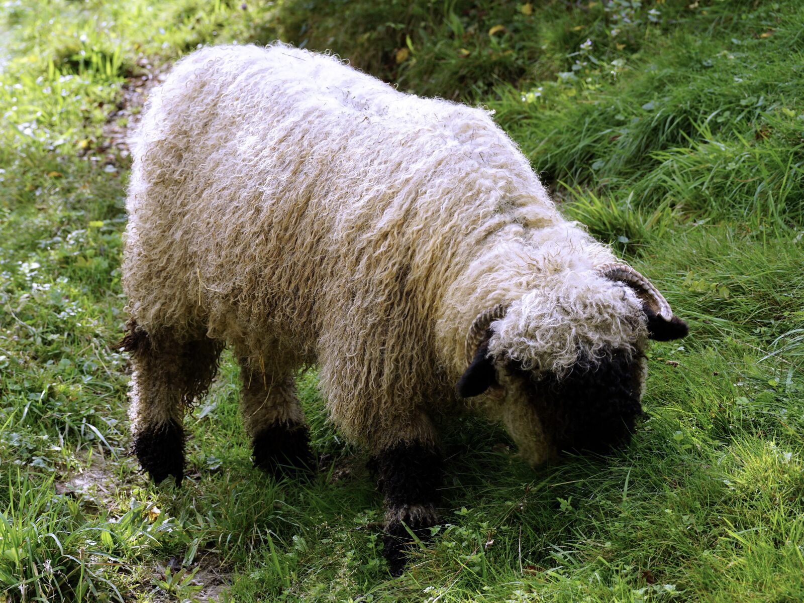 Sony DT 55-300mm F4.5-5.6 SAM sample photo. Black nosed sheep, sheep photography